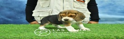 Beagle perros en venta: Beagle tricolor, criados con amor - Anuncio 5
