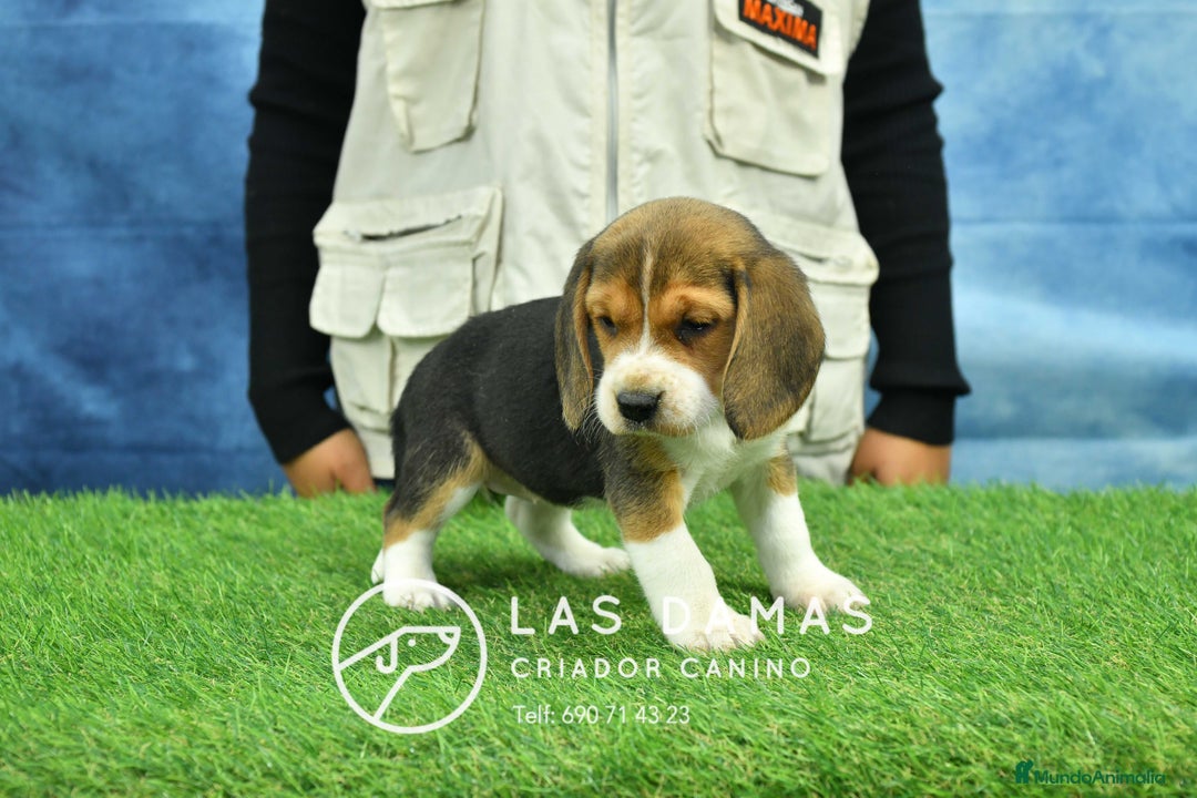 Beagle perros en venta: Beagle tricolor, criados con amor - Anuncio 5