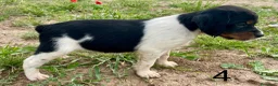 Épagneul Breton perros en venta: Epagneul bretón  - Anuncio 12