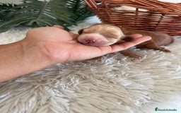 Cocker Spaniel Inglés perros en venta: COCKER SPANIEL INGLÉS HEMBRA - Imagen 6