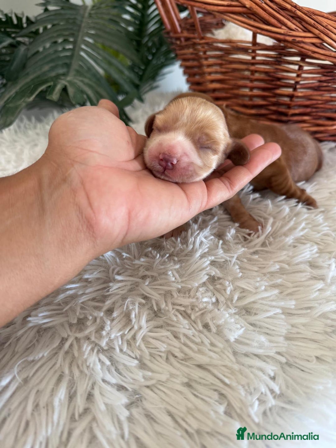 Cocker Spaniel Inglés perros en venta: COCKER SPANIEL INGLÉS HEMBRA - Imagen 6