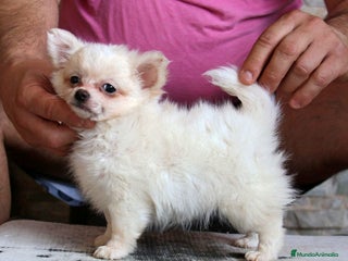 Chihuahua perros Chihuahuas de pelo largo - Anuncio 2