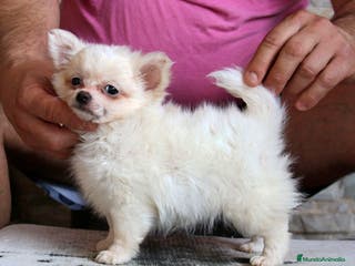 Chihuahua perros Chihuahuas de pelo largo - Anuncio 36