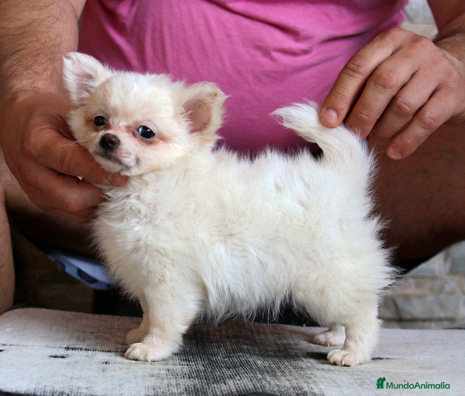 Chihuahua perros en venta: Chihuahuas de pelo largo - Anuncio 1