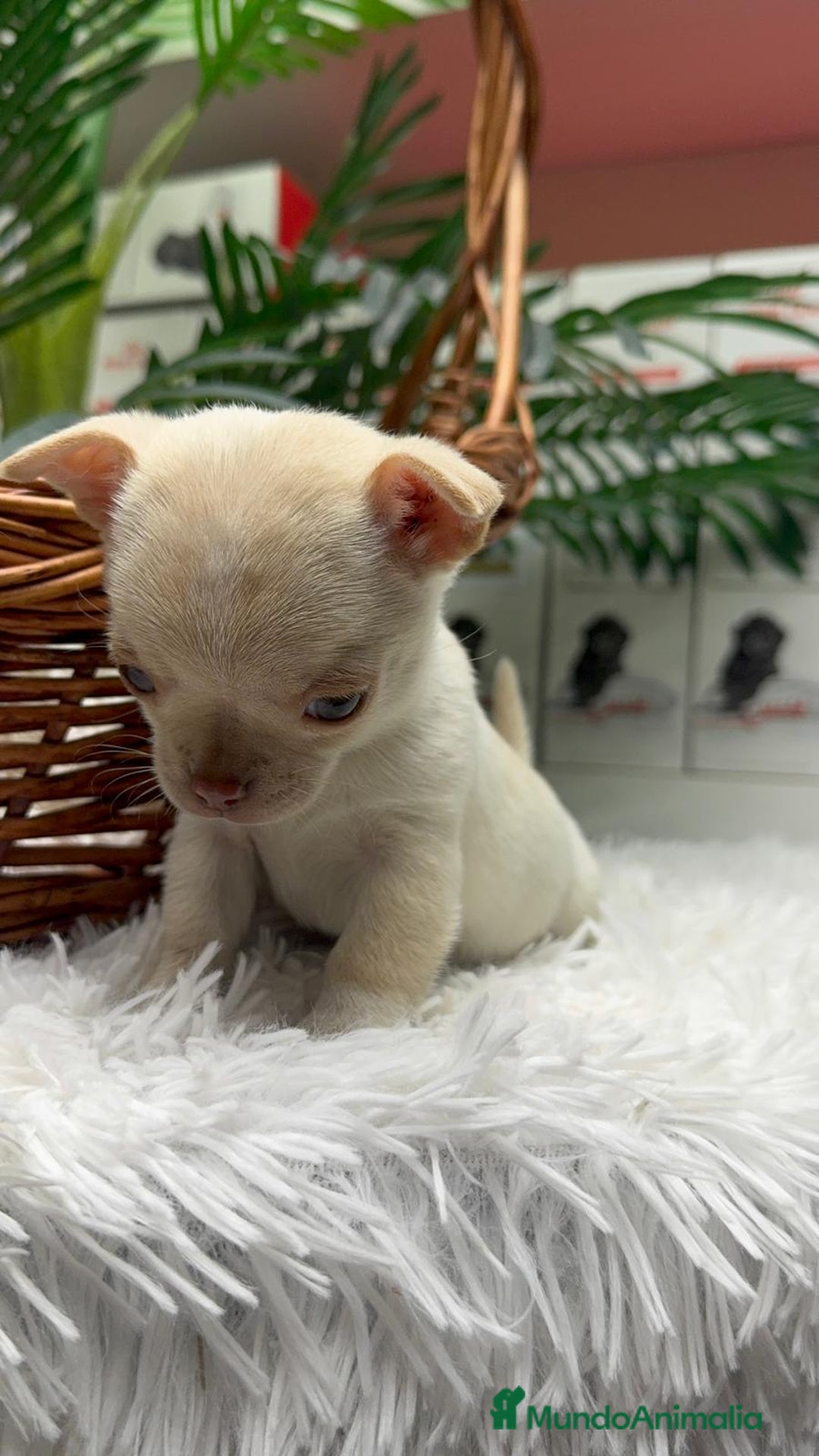 Chihuahua perros en venta: CHIHUAHUA HEMBRA - Anuncio 9
