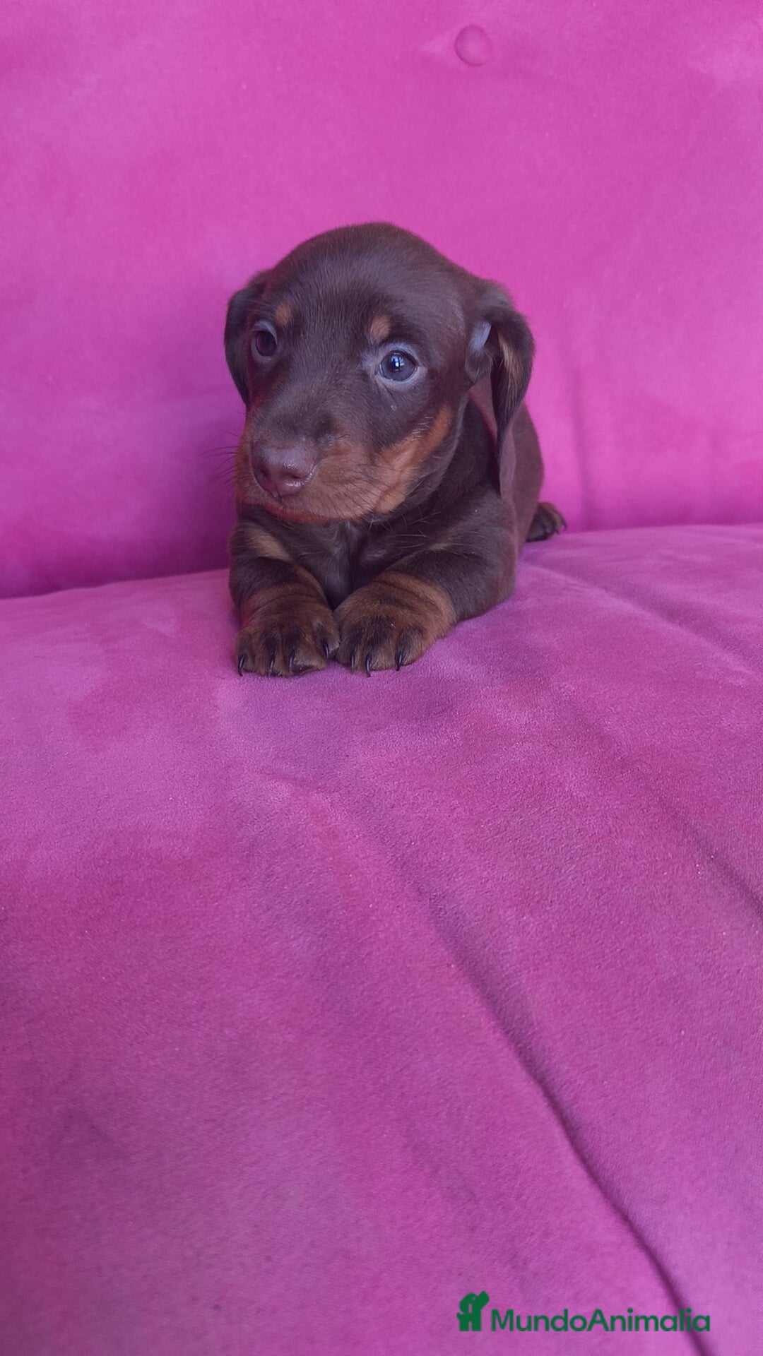 Teckel Miniatura perros en venta: Teckel Kanichen chocolate macho y hembra  - Anuncio 6