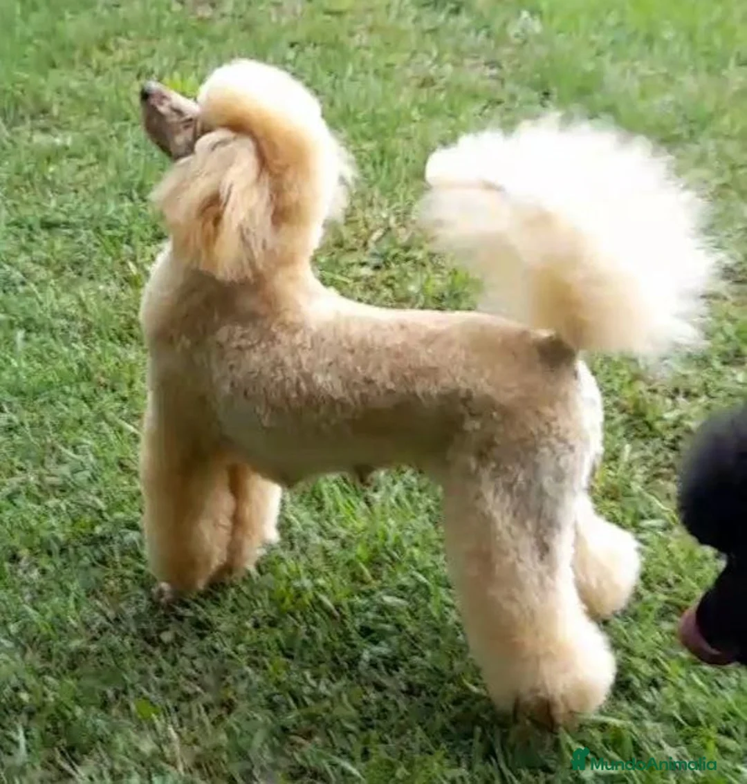 Imagen de galería {{count}}