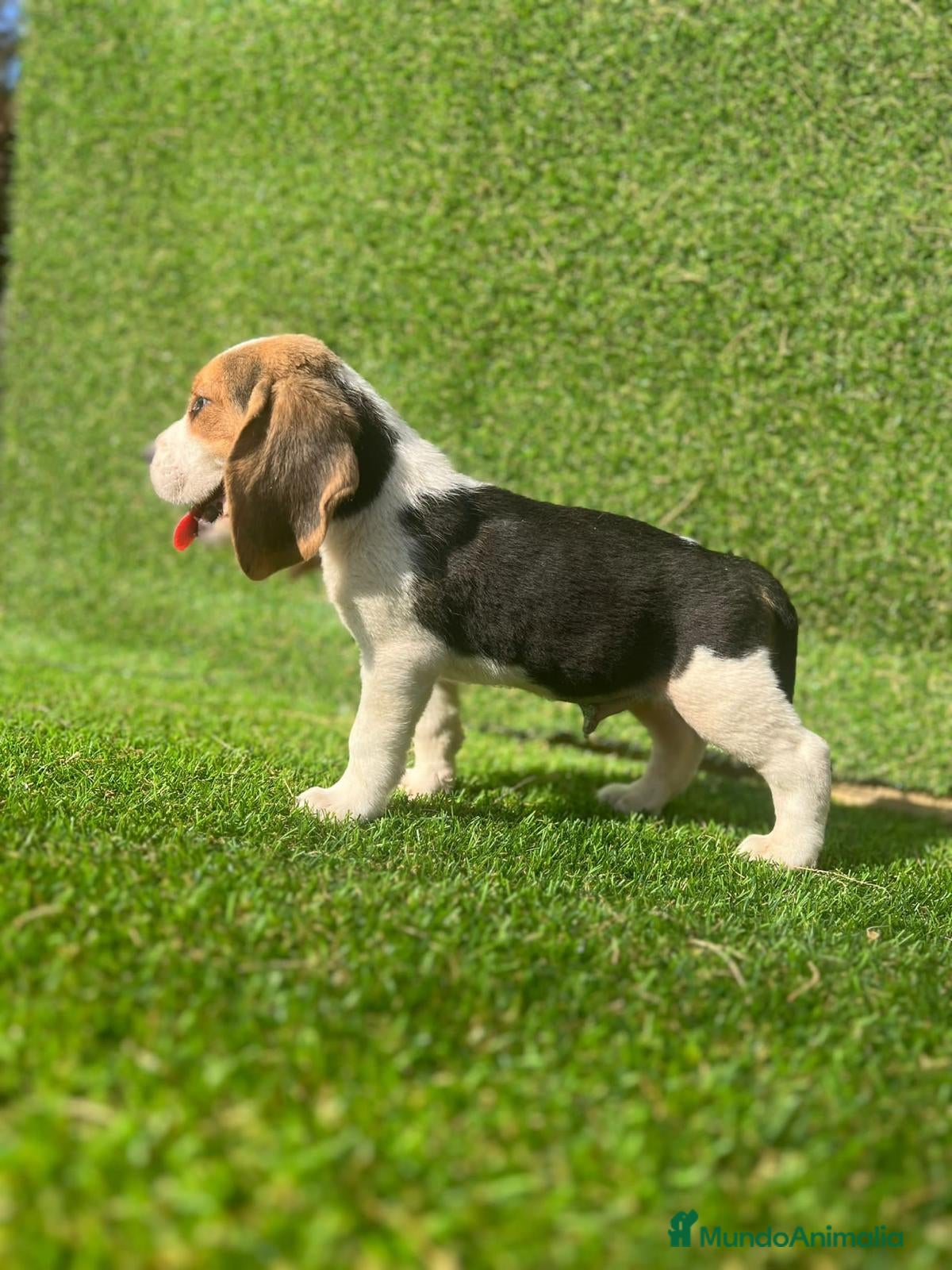 Beagle perros BEAGLE ESPECTACULARES >>>> en Badajoz - Anuncio 2
