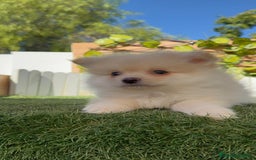 Pomerania perros en venta: POMERANIA - Imagen 4