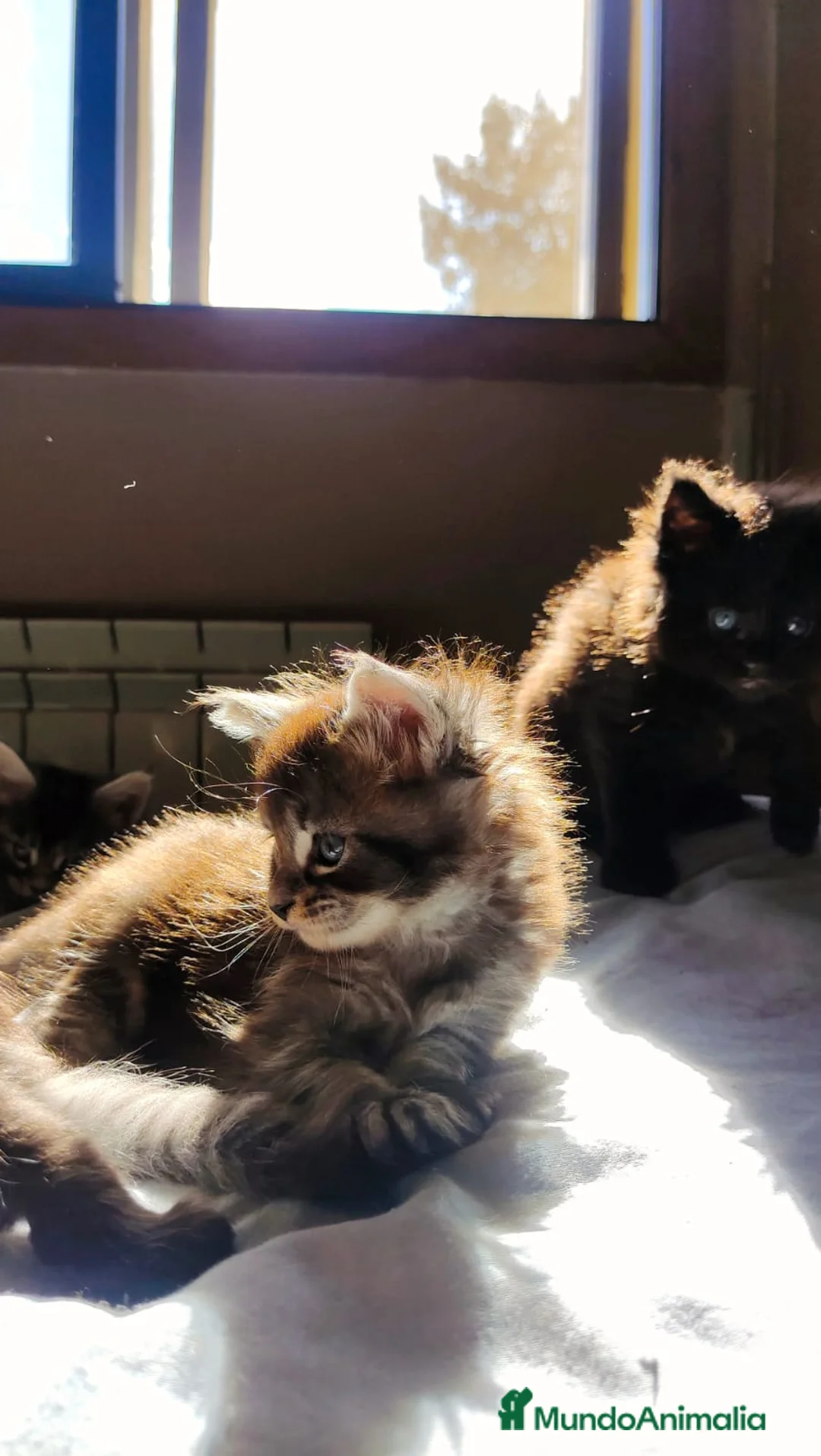 Maine Coon gatos en venta: Juguetones Mainecoon negros y tabby en Madrid - Anuncio 5