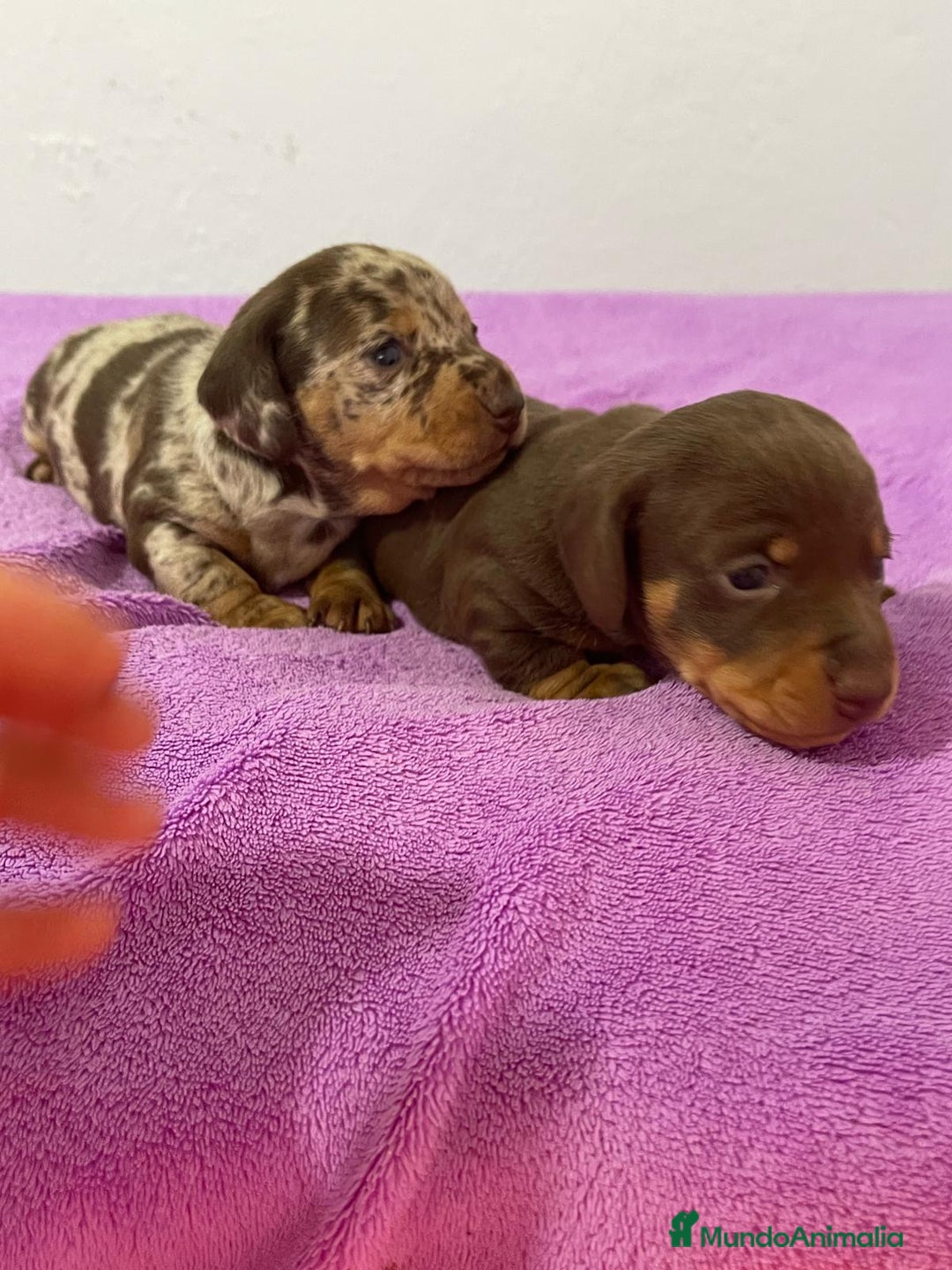 Teckel Miniatura perros en venta: Teckel kanichen chocolate y arlequín chocolate - Anuncio 4