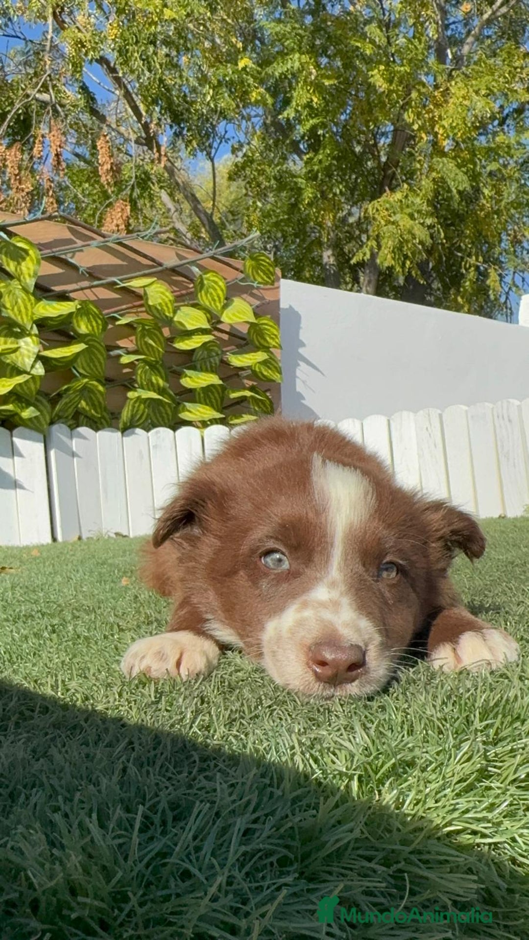 Border Collie perros en venta: BORDER COLLIE - Anuncio 20