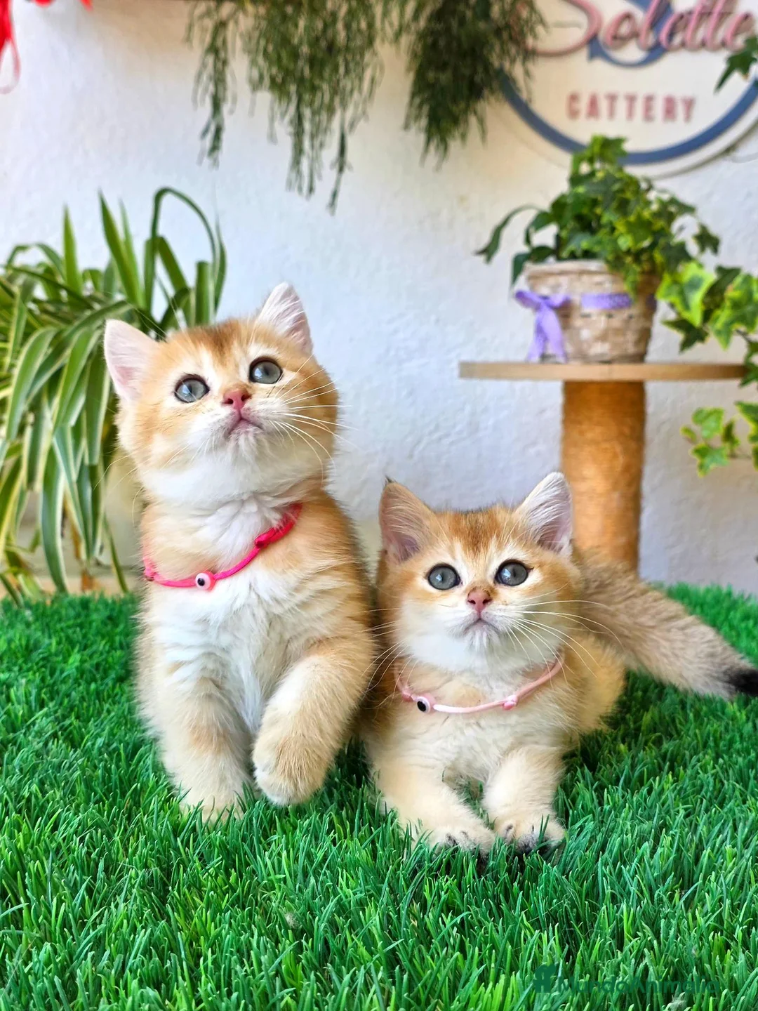 Británico de Pelo Corto gatos en venta: Gatitos british shorthair  - Anuncio 2