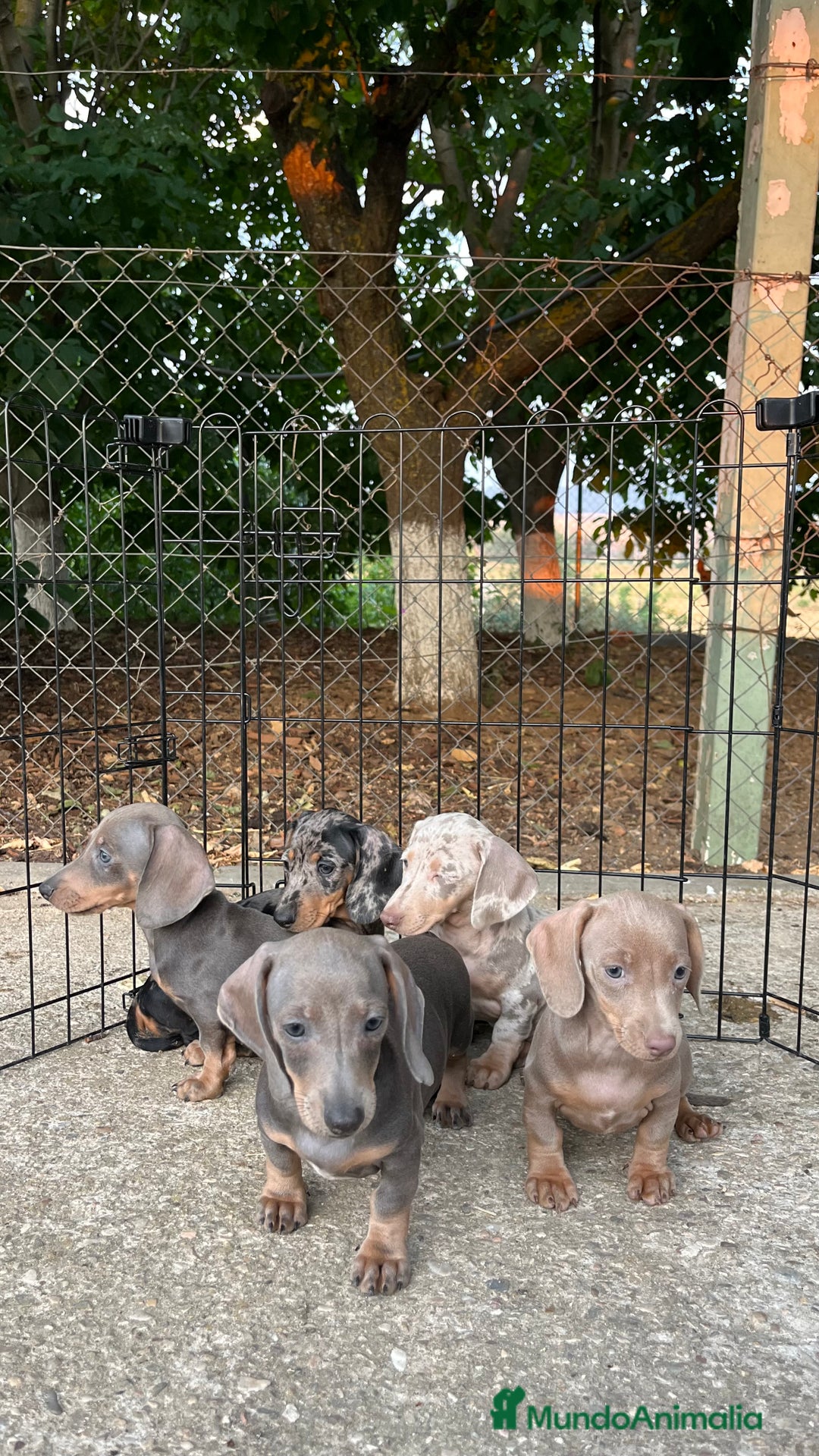 Teckel perros en venta: Camada de Teckel capa exótica  - Imagen 7