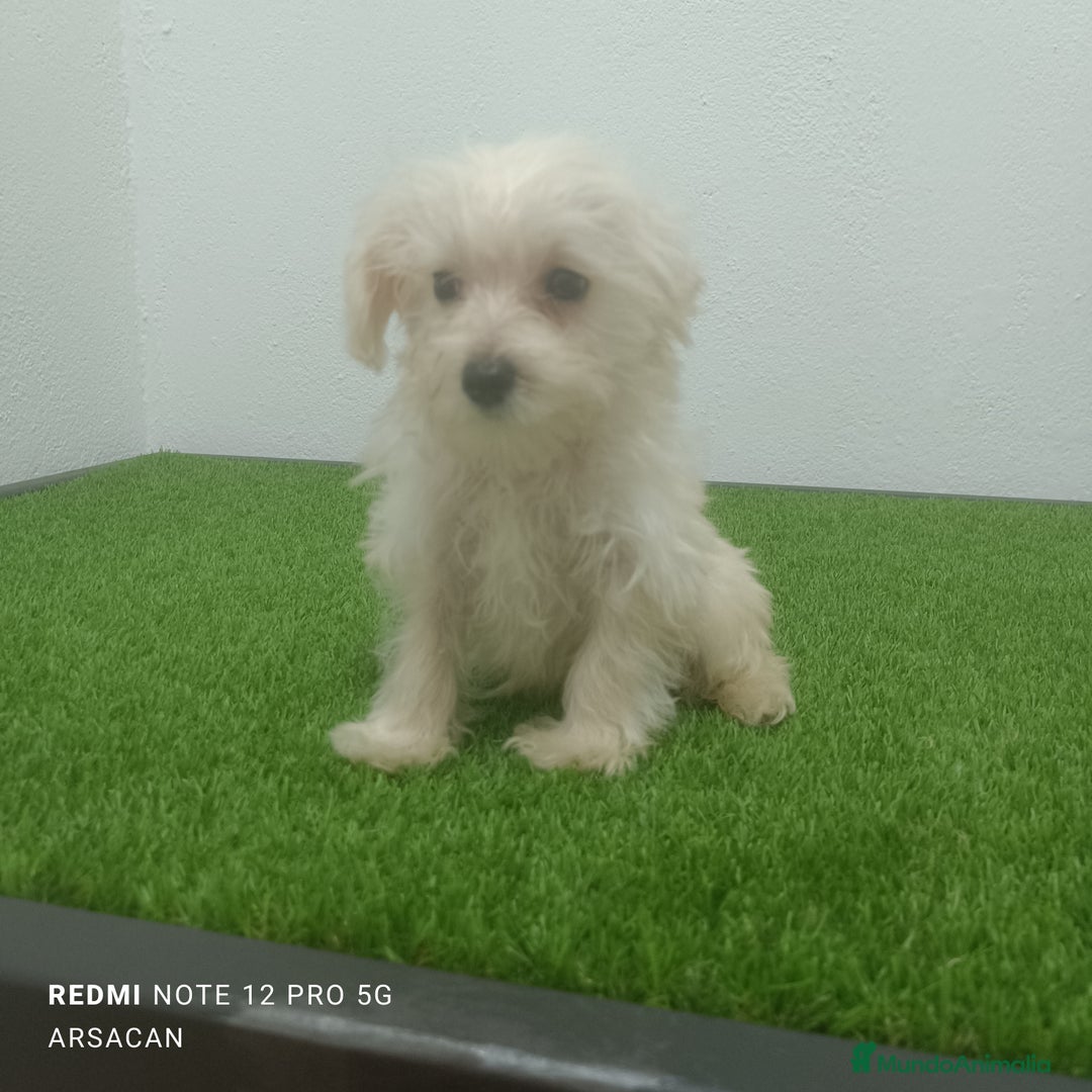 Raza Mixta perros en venta: Caniche mix schnauzer  - Imagen 6