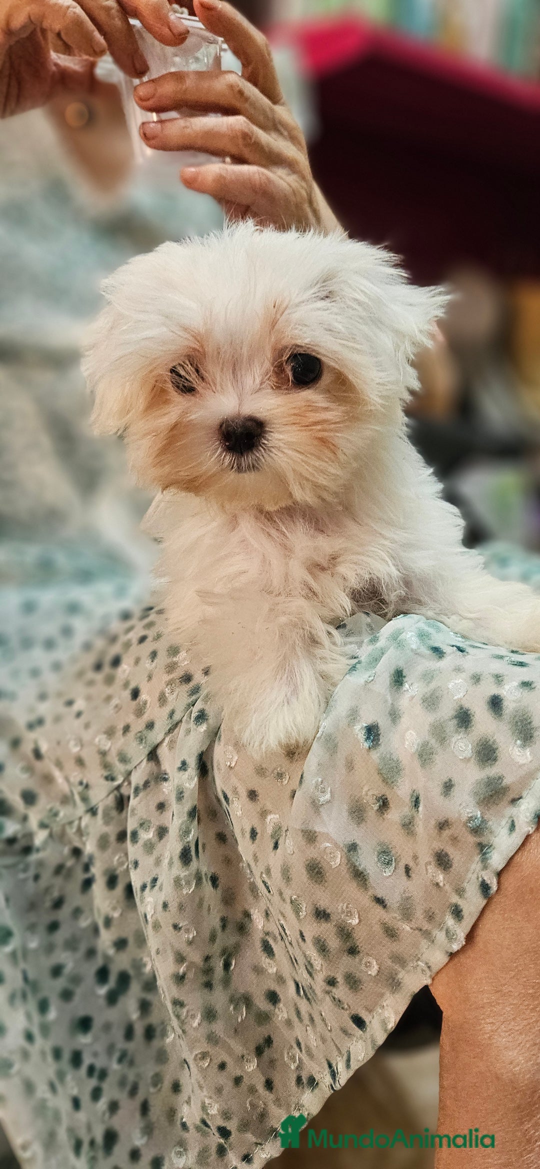 Bichón Maltés perros en venta: Bichon maltés  en Cádiz - Imagen 8