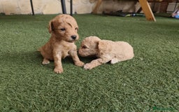 Caniche Enano perros en venta: preciosos caniches  en Segovia - Imagen 9