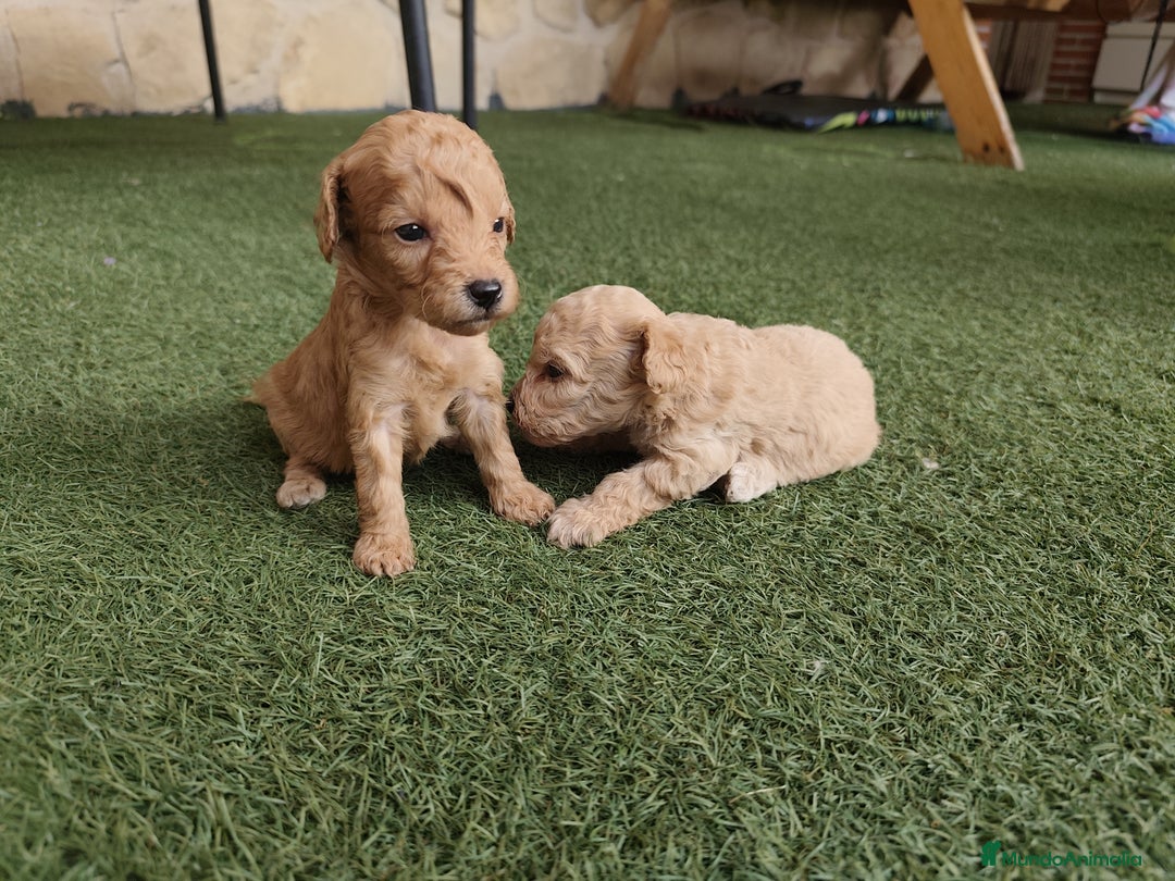 Caniche Enano perros en venta: preciosos caniches  en Segovia - Imagen 9