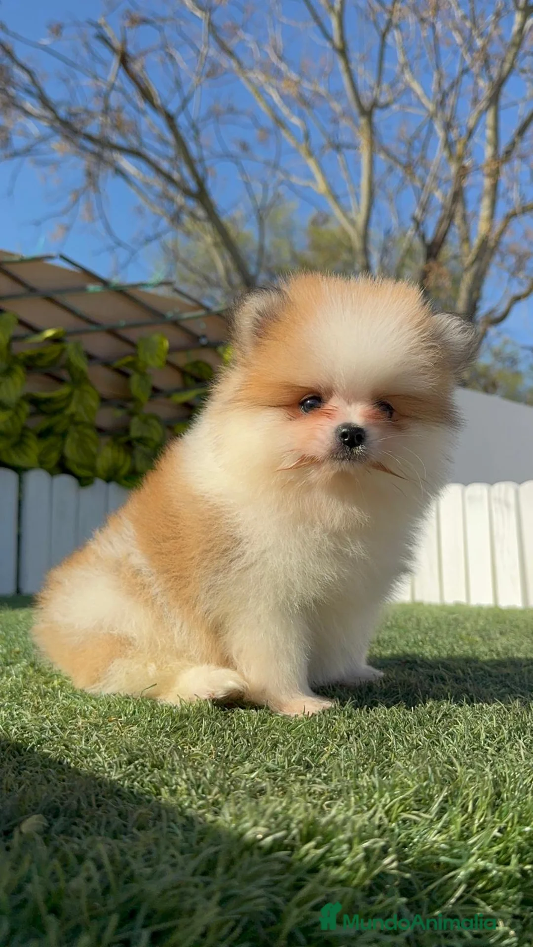 Pomerania perros en venta: POMERANIA HEMBRA - Anuncio 7