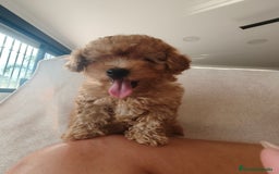 Caniche Enano perros en venta: Caniche apricot  - Imagen 1