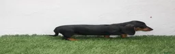Teckel Miniatura perros en venta: Teckel Miniatura  - Anuncio 15