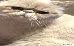 Persa gatos en venta: Persas himalayos y exoticos - Imagen 2