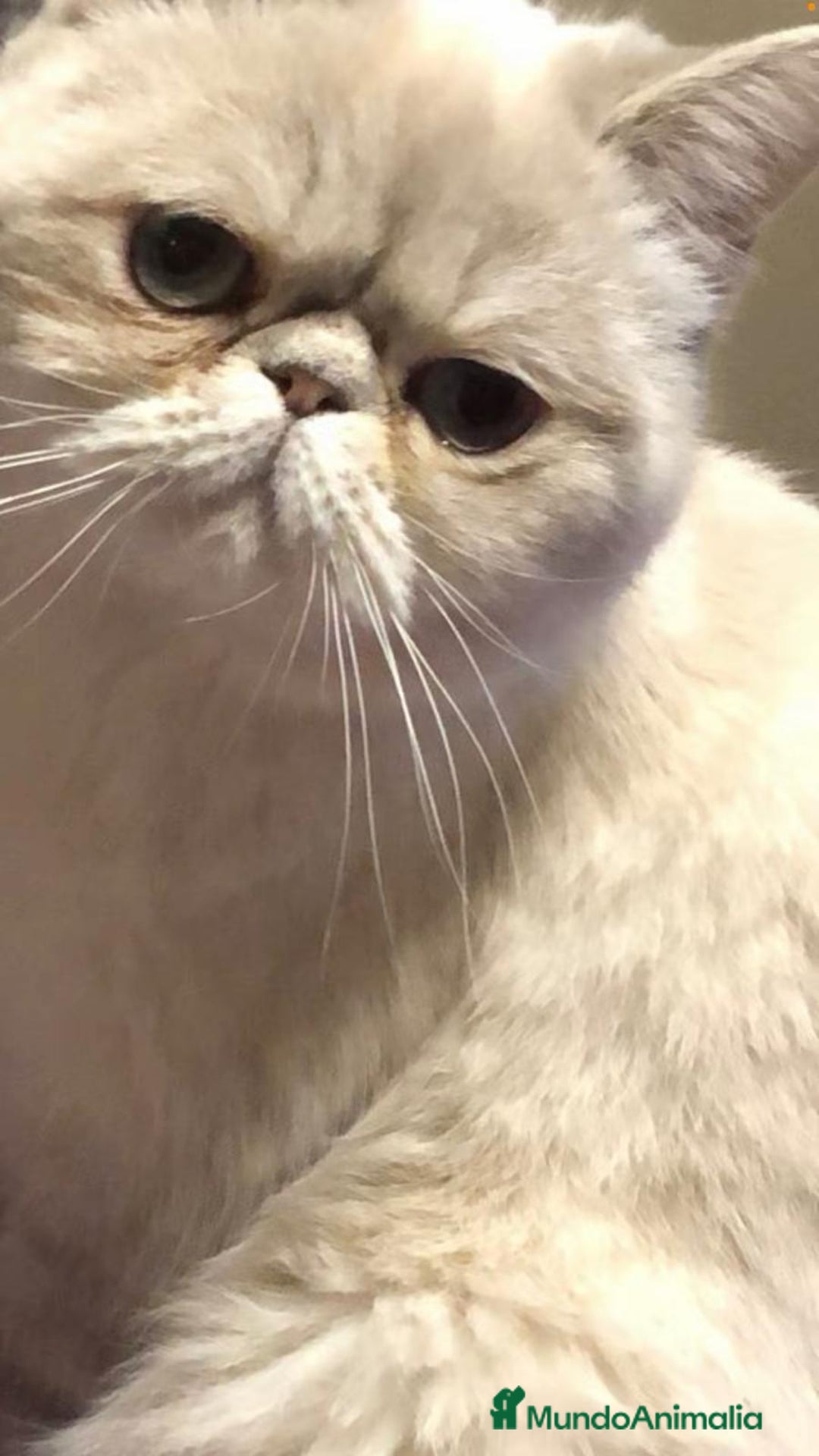 Persa gatos en venta: Persas himalayos y exoticos - Imagen 2