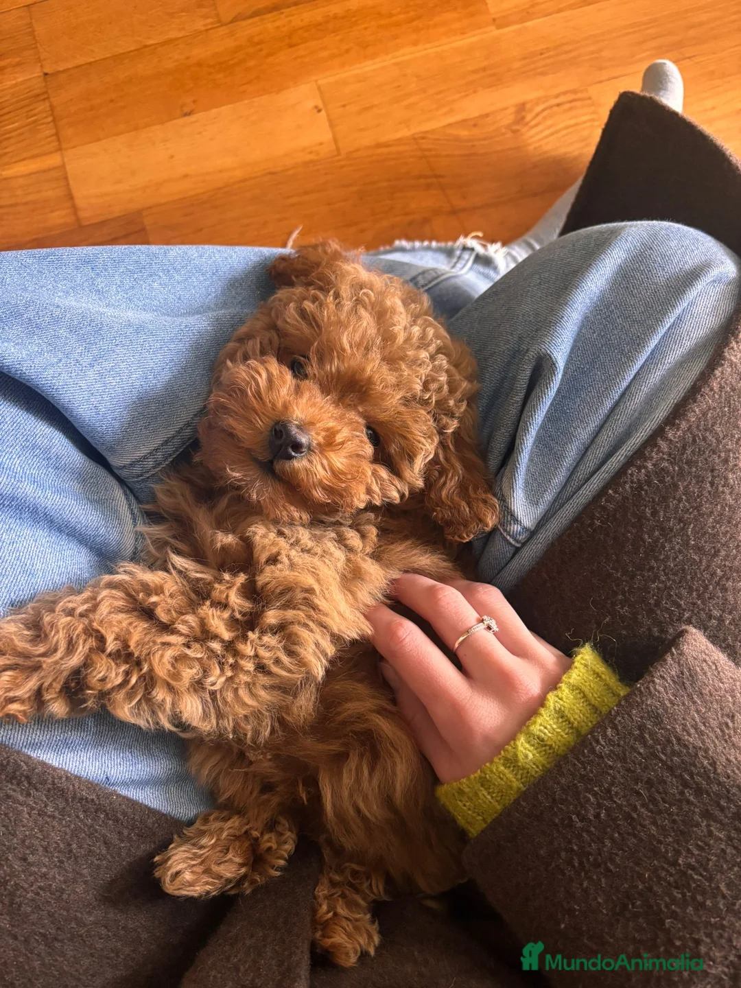 Caniche Toy perros en venta: Caniche toy hembra - Anuncio 3