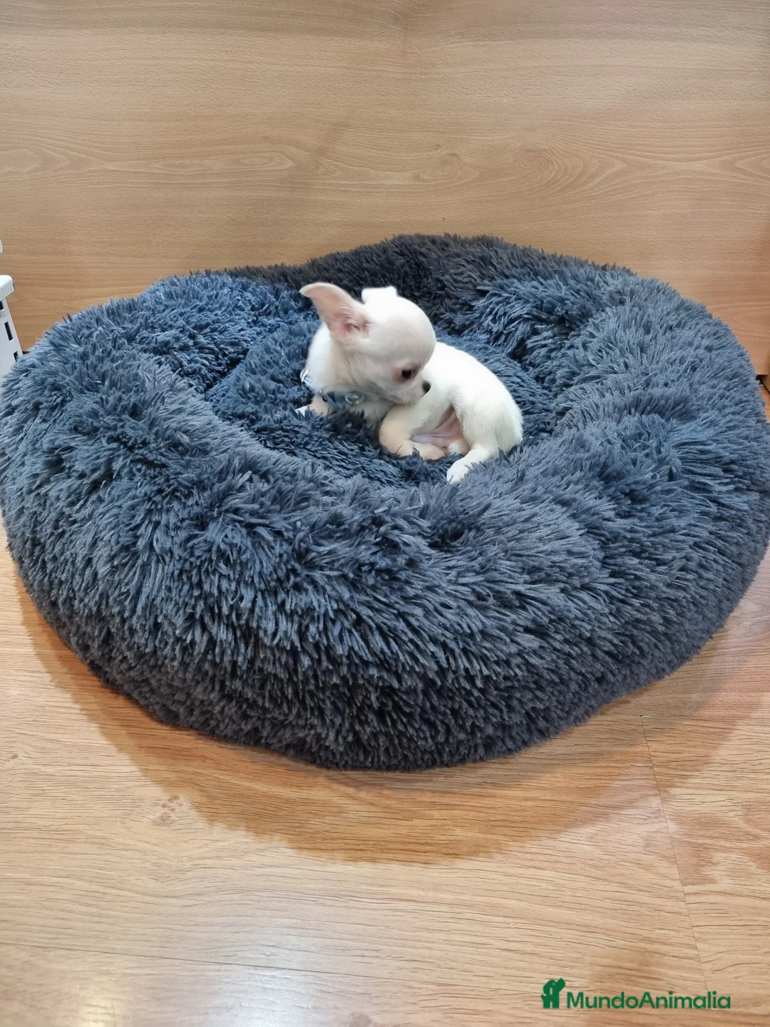 Chihuahua perros en venta: Chihuahua precioso en Barcelona - Anuncio 4