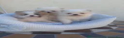 Pomerania perros en venta: Pomeranian - Anuncio 6