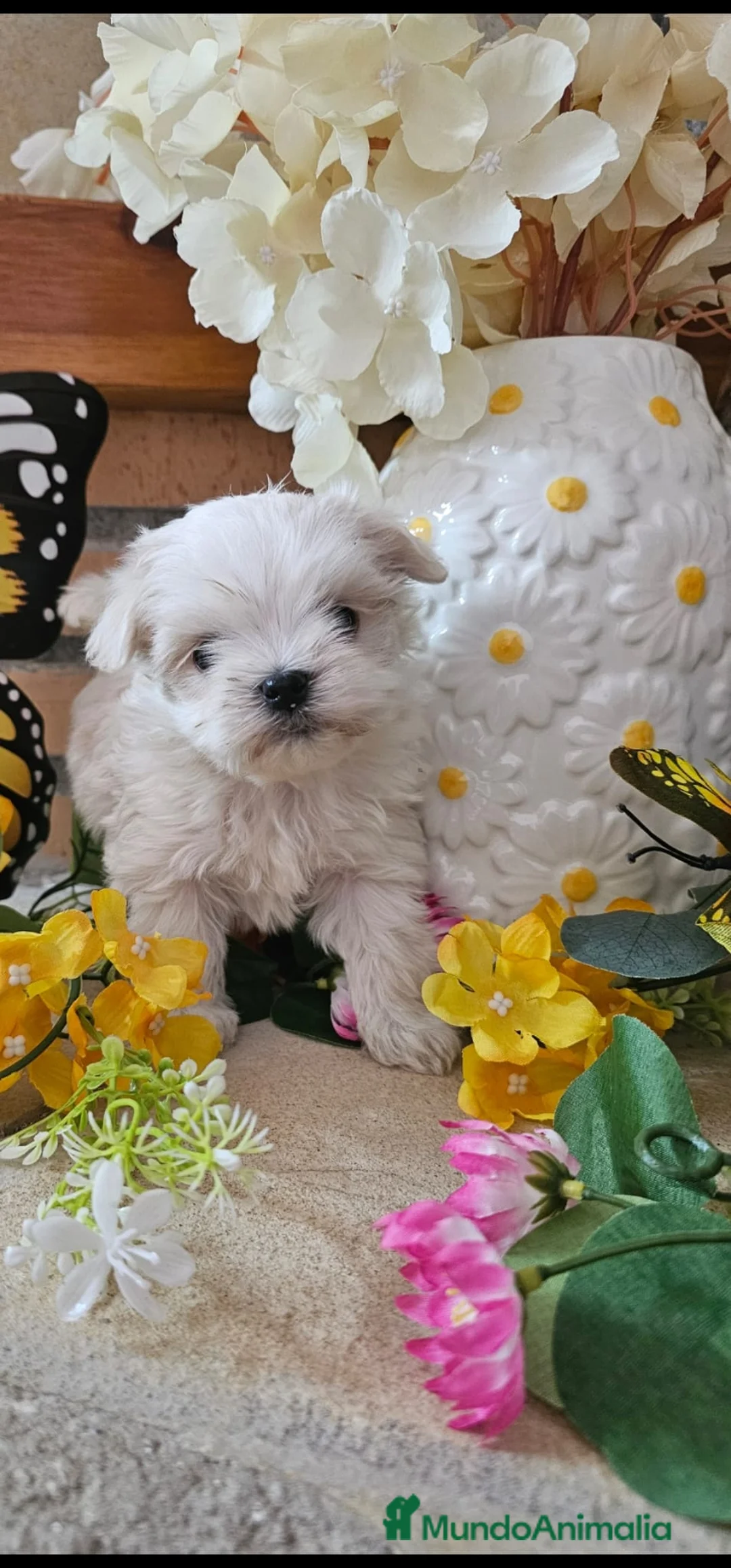 Bichón Maltés perros en venta: CAMADA DE BICHÓN MALTÉS  - Anuncio 2