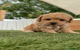 Caniche Toy perros en venta: CANICHE TOY HEMBRA - Imagen 2