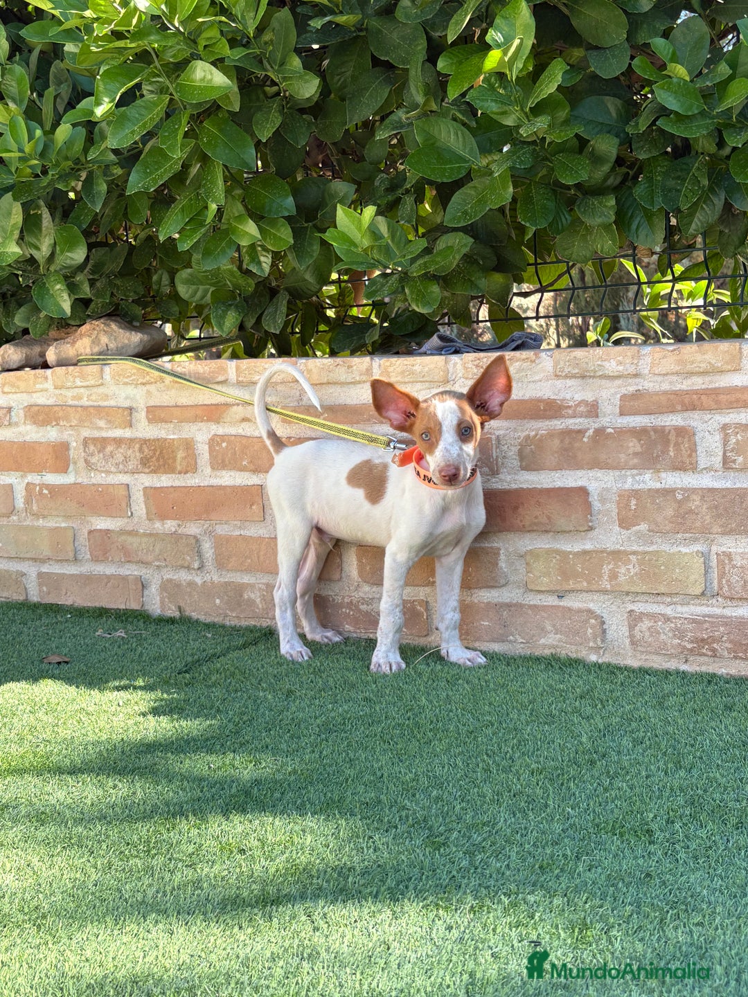Podenco Ibicenco perros en venta: Cachorro podenco ibicenco  - Imagen 6