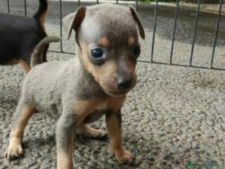 Pinscher Miniatura perros Mini pinscher color blue en Badajoz - Anuncio 7