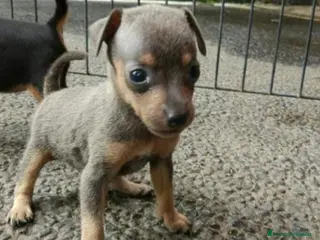 Pinscher Miniatura perros Mini pinscher color blue en Badajoz - Anuncio 1