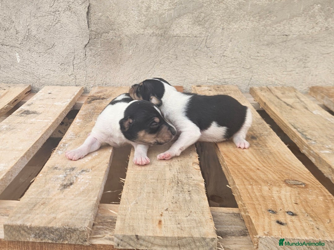 Gos Rater Valencià perros en venta: Ratoneros valencianos - Anuncio 1