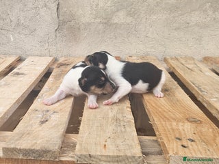 Gos Rater Valencià perros Ratoneros valencianos - Anuncio 1