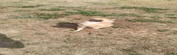 Pomerania perros en venta: Pomerañia toy - Anuncio 3