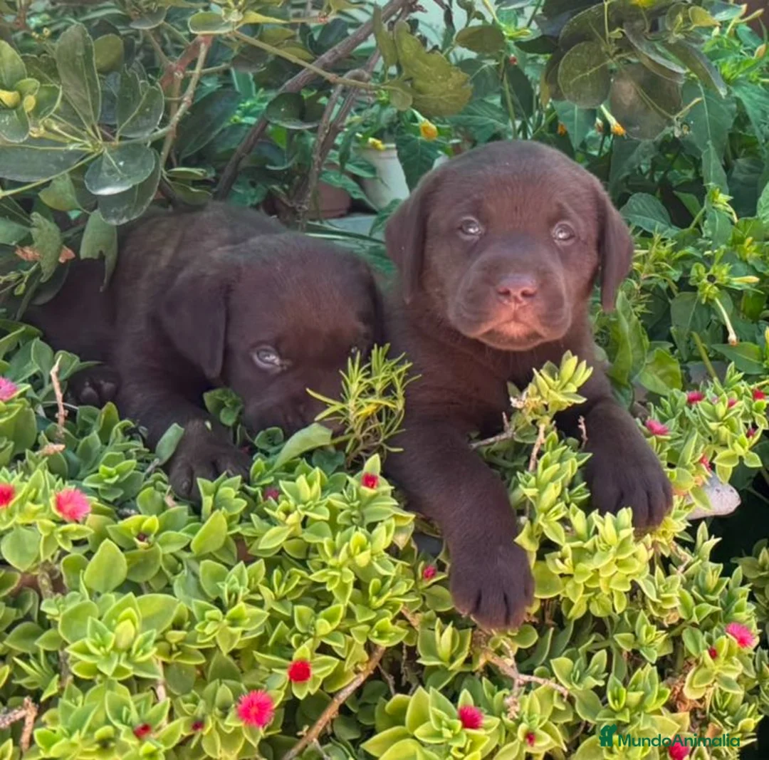 Labrador Retriever perros en venta: Camada de Labradores - Anuncio 4