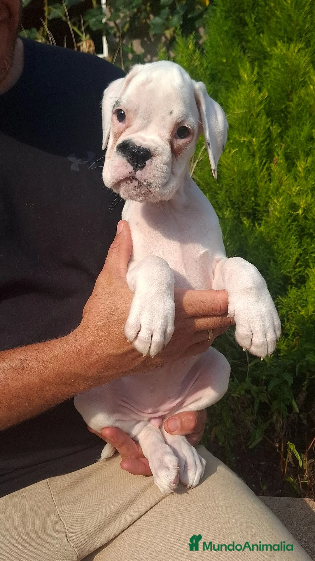Boxer perros en venta: BOXER BLANCO - Anuncio 2