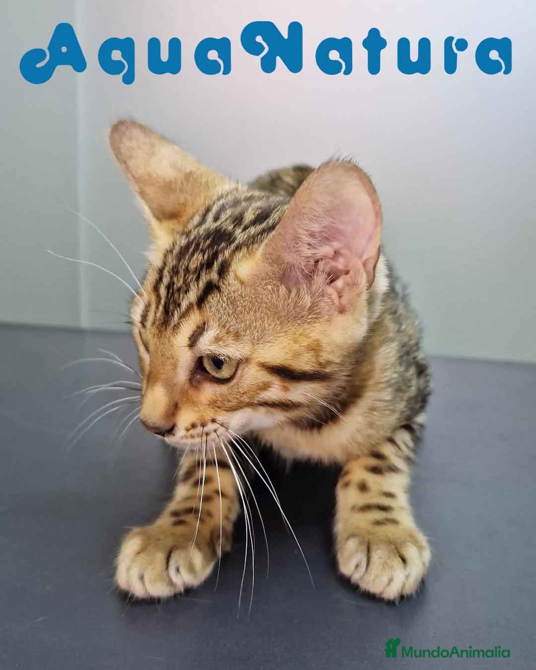 Bengalí gatos en venta: Bengali Hembra 4606 AQUANATURA - Imagen 8