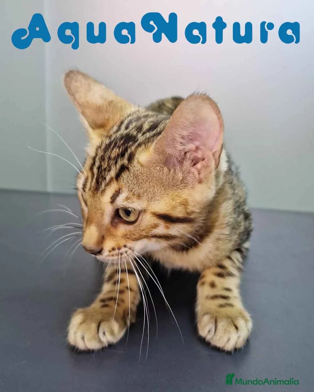 Bengalí gatos en venta: Bengali Hembra 4606 AQUANATURA - Anuncio 8
