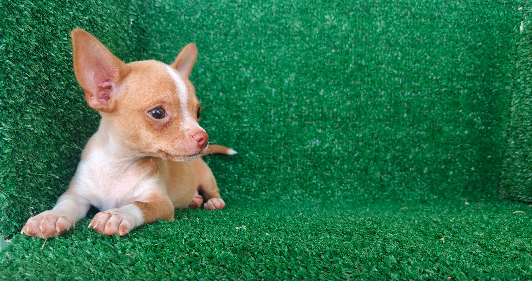 Chihuahua perros en venta: Chihuahua  - Anuncio 15