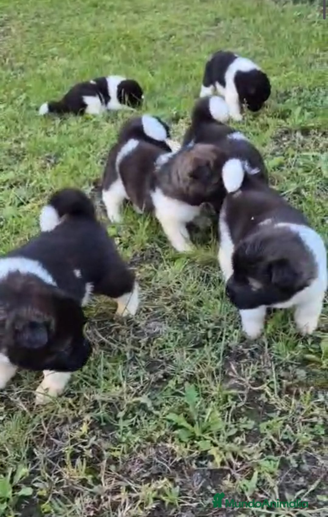 Akita Americano perros en venta: CAMADA DE AKITAS AMERICANOS - Imagen 2