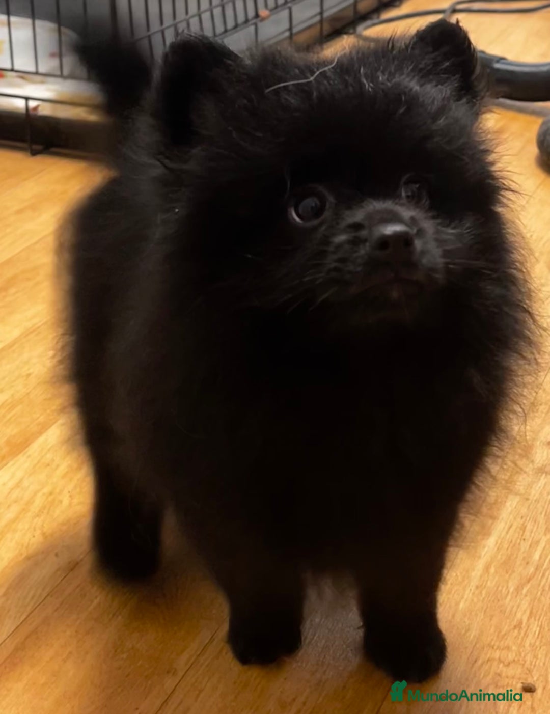 Pomerania perros en venta: Pomerania  - Anuncio 3
