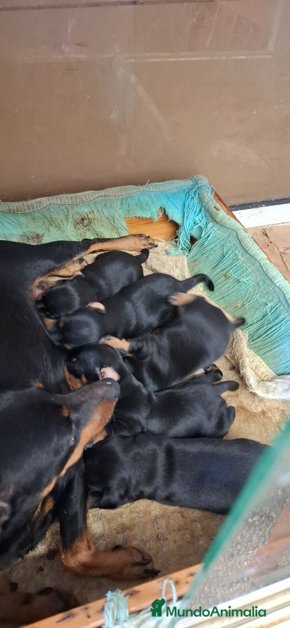 Pinscher Miniatura perros Mini pincher  - Anuncio 1
