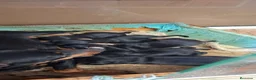 Pinscher Miniatura perros en venta: Mini pincher  - Anuncio 1