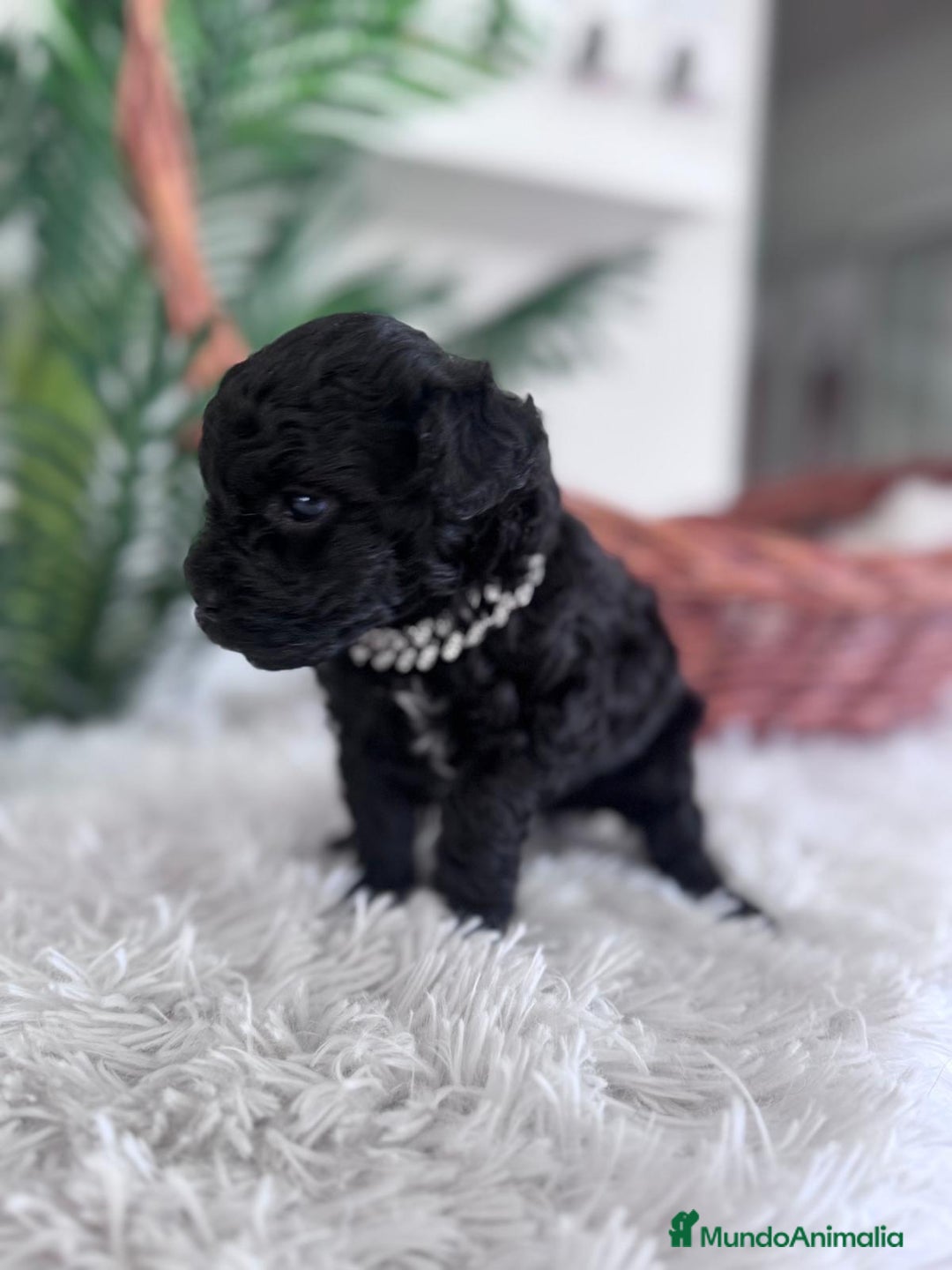 Caniche Toy perros en venta: CANICHE TOY MACHO - Anuncio 17