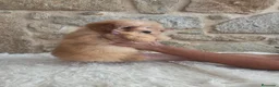 Caniche Toy perros en venta: Cachorro caniche - Anuncio 3