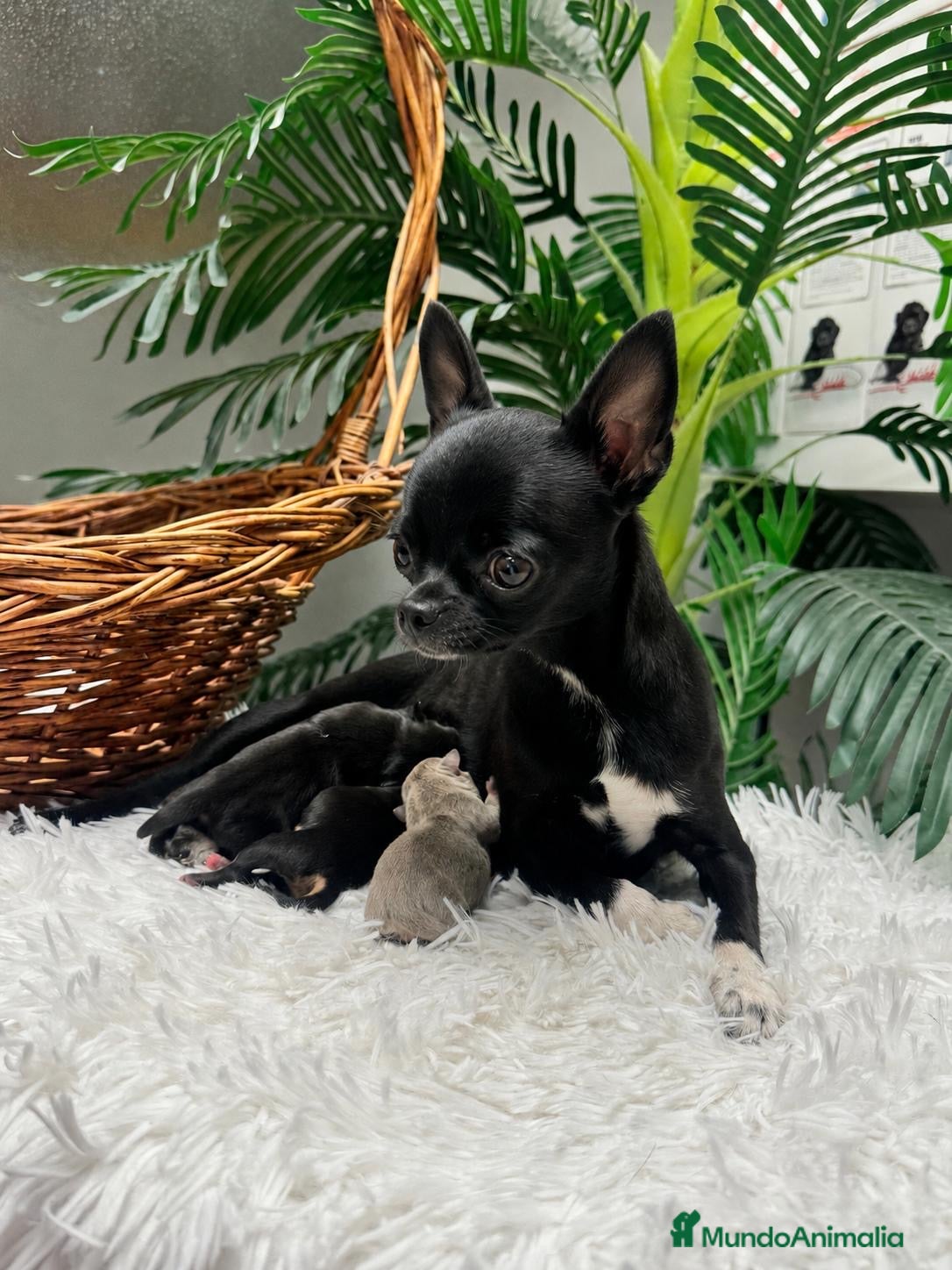 Chihuahua perros CHIHUAHUA - Anuncio 2